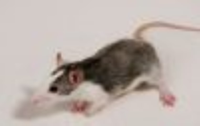 מעשה בחולדה...